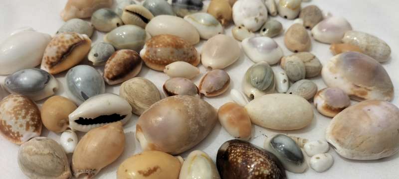 A Stunning Set of 75 Various Cypraea Shells - (SH38)