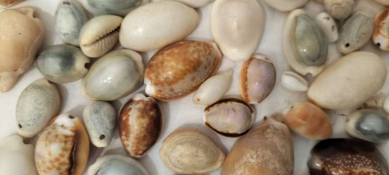 A Stunning Set of 75 Various Cypraea Shells - (SH38)