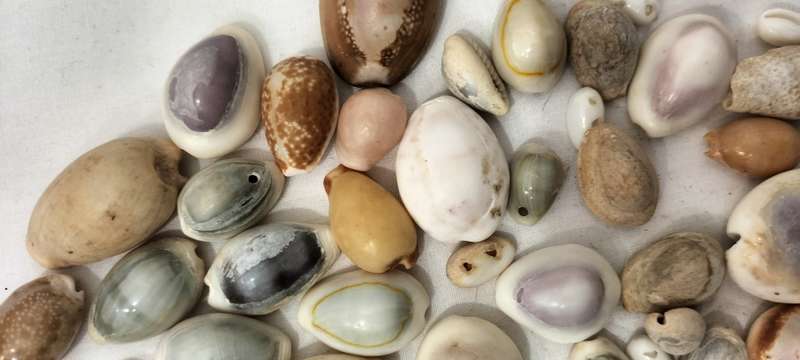 A Stunning Set of 75 Various Cypraea Shells - (SH38)