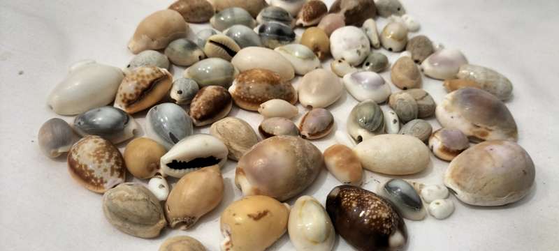 A Stunning Set of 75 Various Cypraea Shells - (SH38)