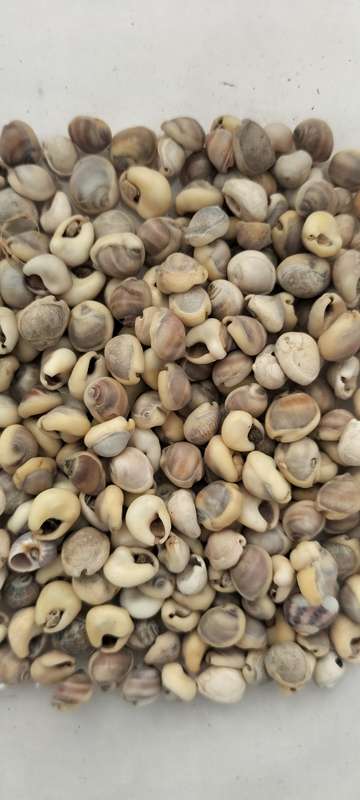 60 Grams of Small Cowrie Shells for Jewelry and Crafts - (SH40)