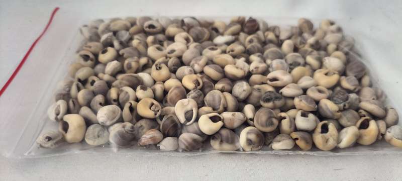 60 Grams of Small Cowrie Shells for Jewelry and Crafts - (SH40)