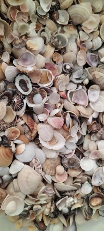Massive 1Kg 1000Grams of Various Bivalve, Cockle, Limpet etc Shells for Jewelry and Crafts- (SH43)