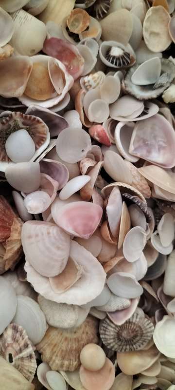 Massive 1Kg 1000Grams of Various Bivalve, Cockle, Limpet etc Shells for Jewelry and Crafts- (SH43)