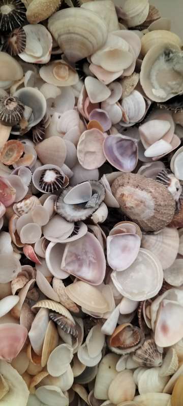 Massive 1Kg 1000Grams of Various Bivalve, Cockle, Limpet etc Shells for Jewelry and Crafts- (SH43)