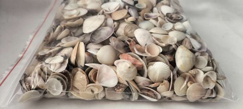 Massive 1Kg 1000Grams of Various Bivalve, Cockle, Limpet etc Shells for Jewelry and Crafts- (SH43)