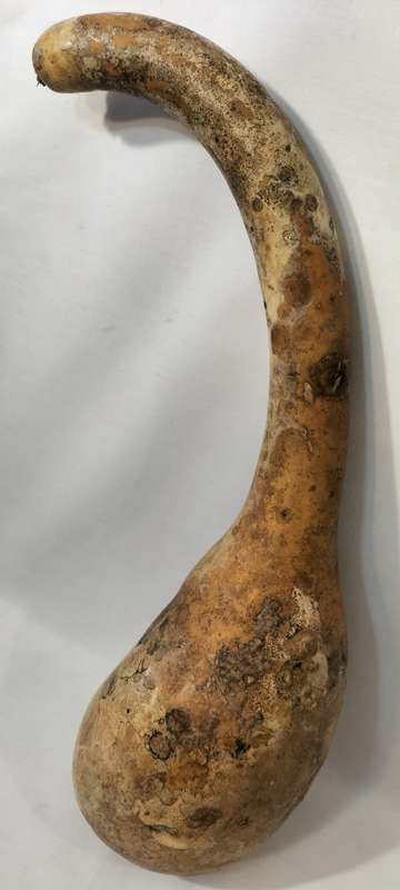 A Very Well Preserved Completely Intact Calabash Gourd. (Nr5)