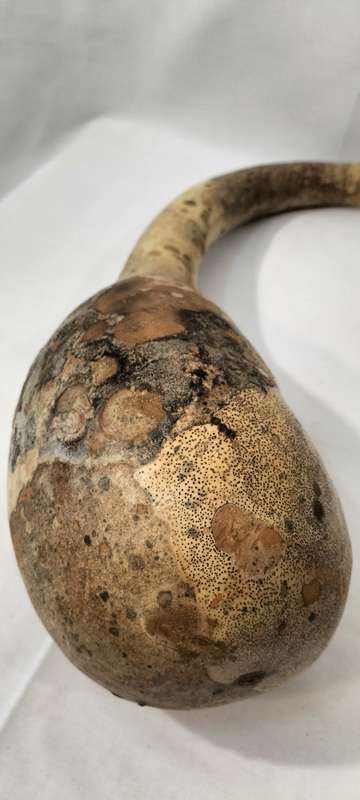 A Very Well Preserved Completely Intact Calabash Gourd. (Nr5)