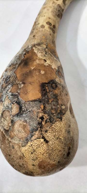 A Very Well Preserved Completely Intact Calabash Gourd. (Nr5)