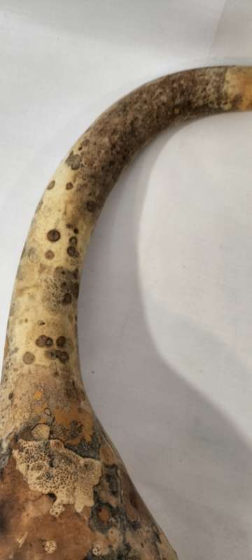 A Very Well Preserved Completely Intact Calabash Gourd. (Nr5)