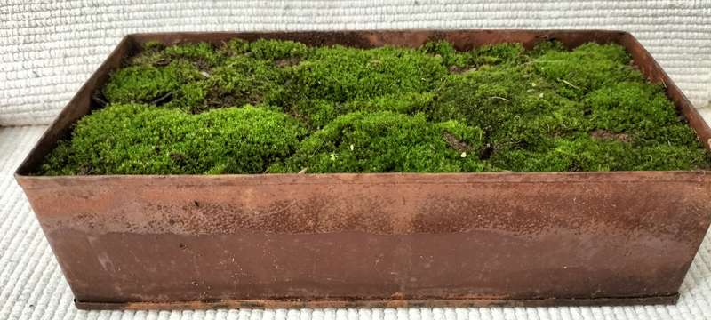 A Magnificent Living Moss Garden