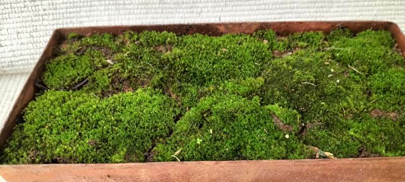 A Magnificent Living Moss Garden