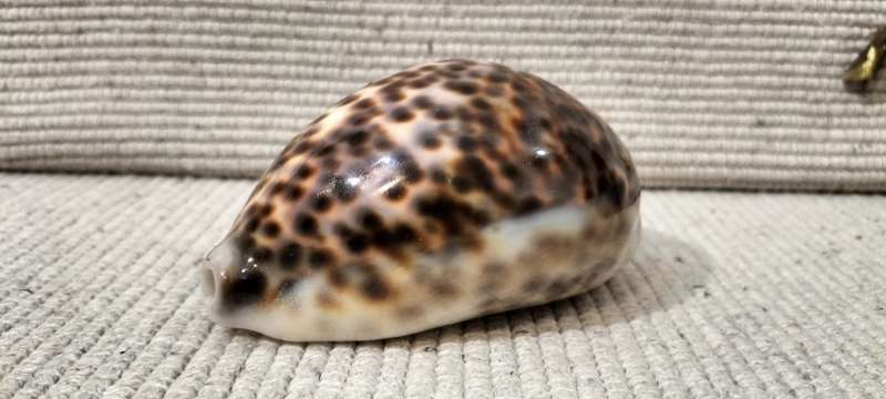 A Stunning Cypraea Tigris Cowrie Shell