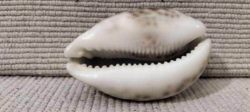 A Stunning Cypraea Tigris Cowrie Shell
