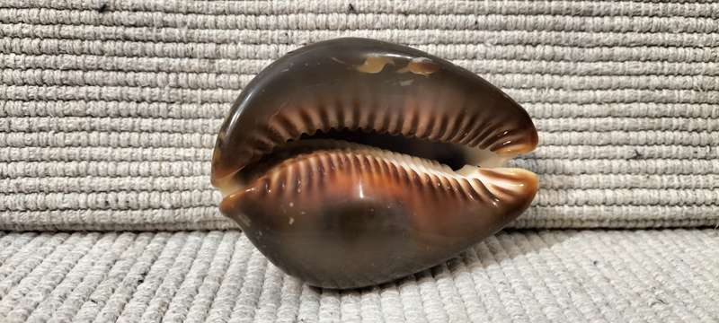 A Stunning Mauritia Mauritiana Cowrie Shell