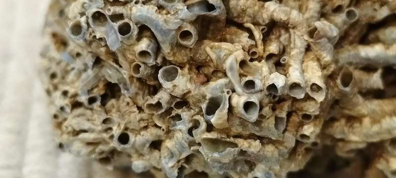 Fossilized Cirripedia Crustacea Barnacle