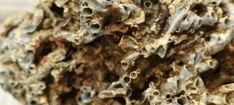 Fossilized Cirripedia Crustacea Barnacle