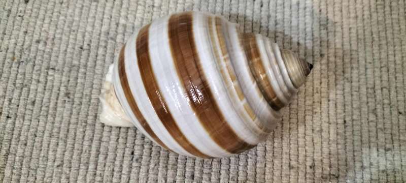 Magnificent Large Fully Intact Tonna Galea Shell (Nr1)