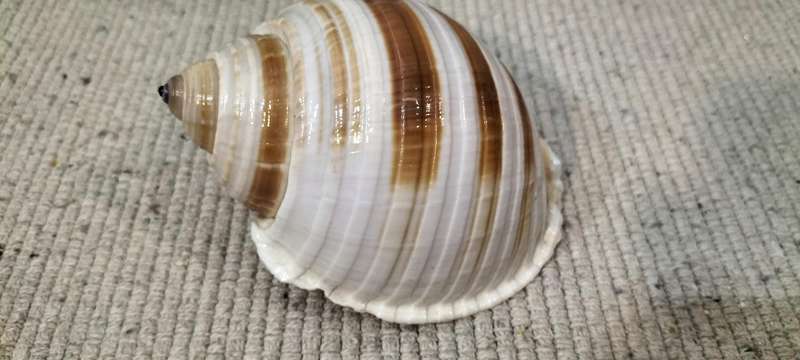 Magnificent Large Fully Intact Tonna Galea Shell (Nr1)