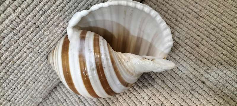 Magnificent Large Fully Intact Tonna Galea Shell (Nr1)