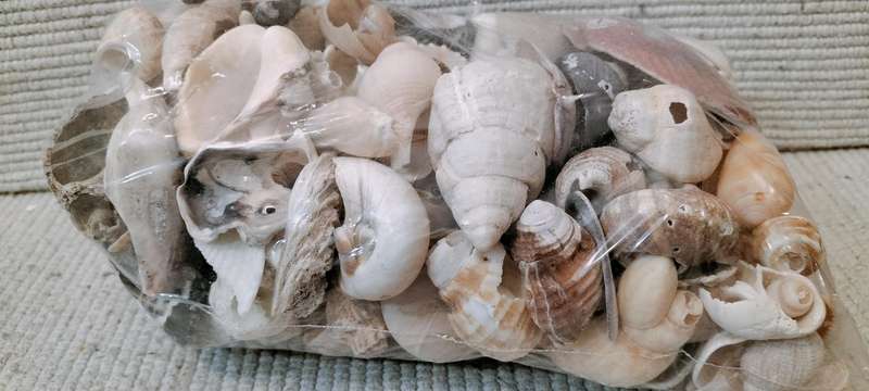 1 Kg of Broken Shells and Shell Pieces for Arts and Crafts (Nr1)
