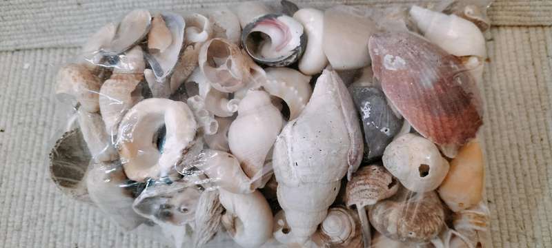 1 Kg of Broken Shells and Shell Pieces for Arts and Crafts (Nr1)
