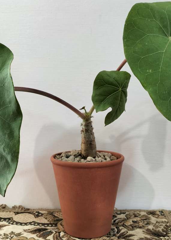 A Magnificent Rare Jatropha podagrica, Buddha belly plant. Healthy Growing 2 year old plant. (Nr1)