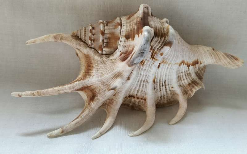 A Stunning Lambis Lambis Shell 12.5cm - (SH5)