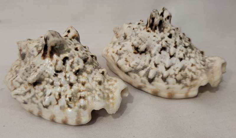 A Stunning Set of 2 Rare Strombus Lengtiginosus Shells. 7cm- (SH23)