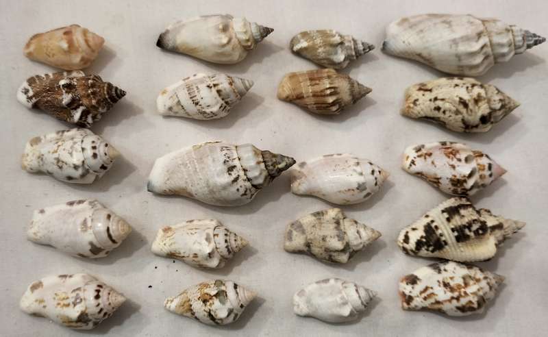 A Stunning Set of 20 Carnarium Urceus (Various Pattern) Shells - (SH33)