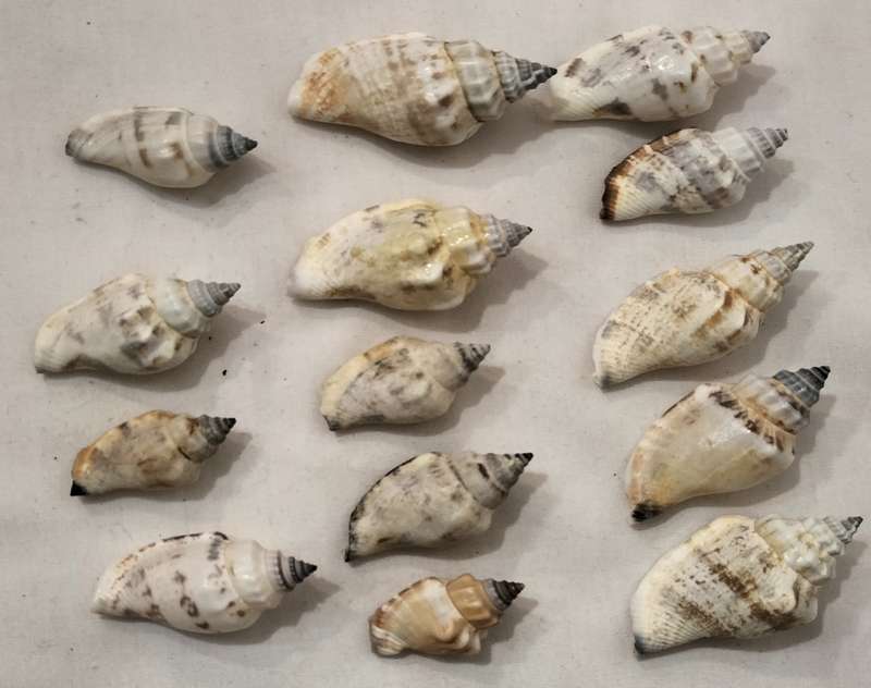 A Stunning Set of 14 Carnarium Urceus (Blue/Black Point Pattern) Shells - (SH34)