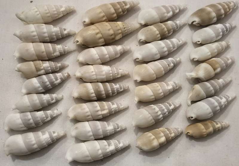 A Stunning Set of 30 White Ceritium Vertagus Shells - (SH35)
