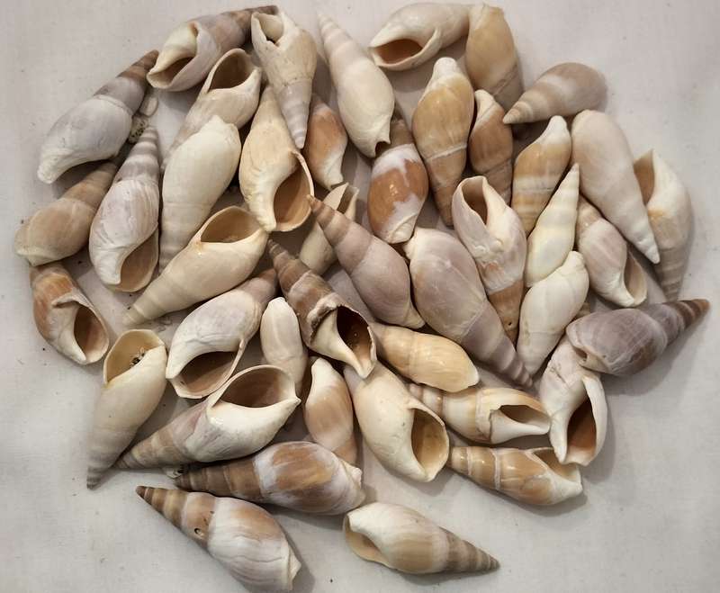 A Stunning Set of 40 Conch Shells - (SH36)