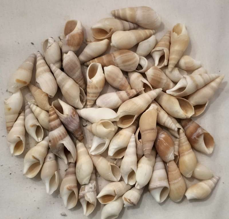 A Stunning Set of 60 Conch Shells - (SH37)