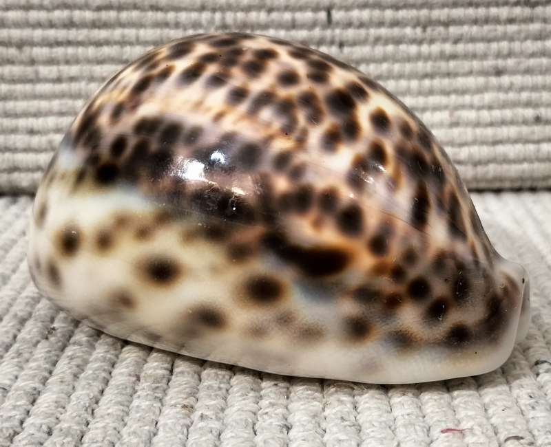 A Stunning Cypraea Tigris Cowrie Shell
