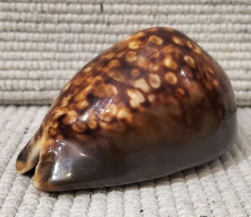 A Stunning Mauritia Mauritiana Cowrie Shell