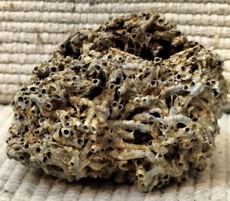 Fossilized Cirripedia Crustacea Barnacle