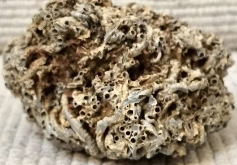 Fossilized Cirripedia Crustacea Barnacle