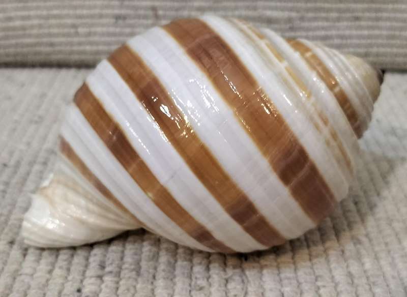 Magnificent Large Fully Intact Tonna Galea Shell (Nr1)