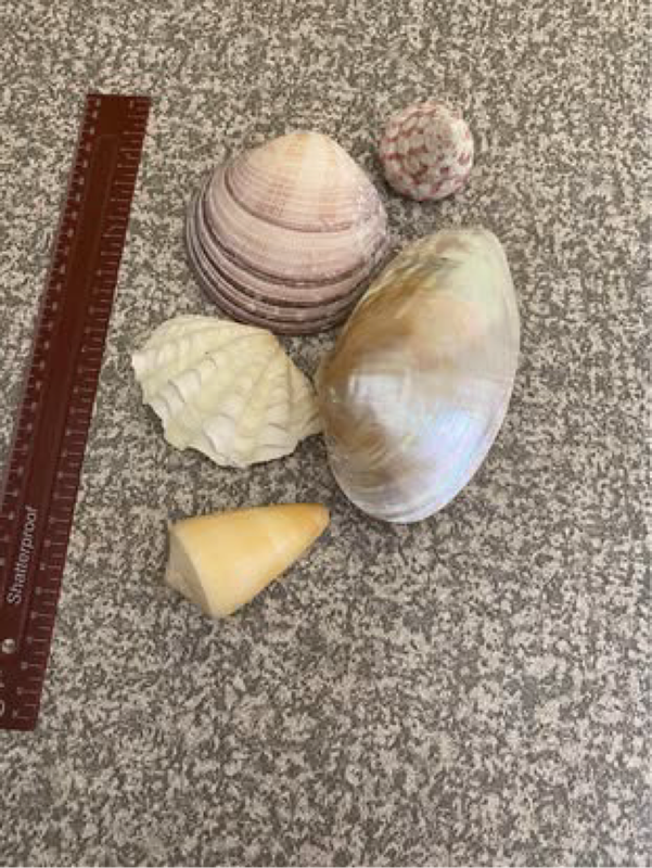 Iridescent Clam Shell, 3 Cypraea tigris sea snail shells (sea shells), plus 4 othe...