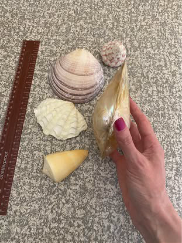 Iridescent Clam Shell, 3 Cypraea tigris sea snail shells (sea shells), plus 4 othe...