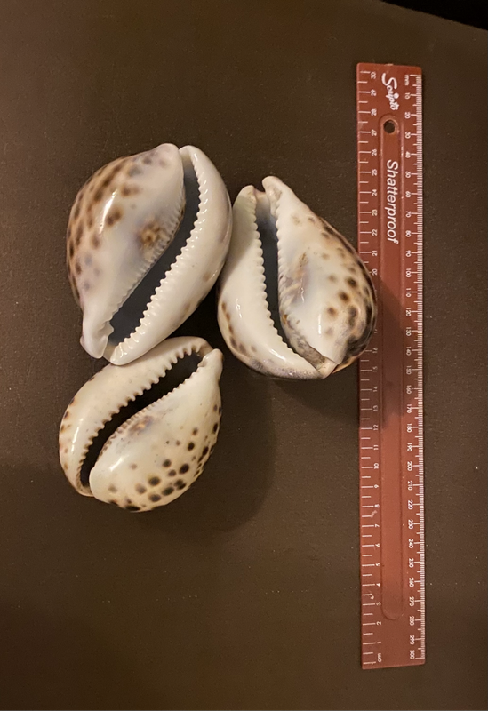 Cypraea tigris sea snail shells (sea shells)