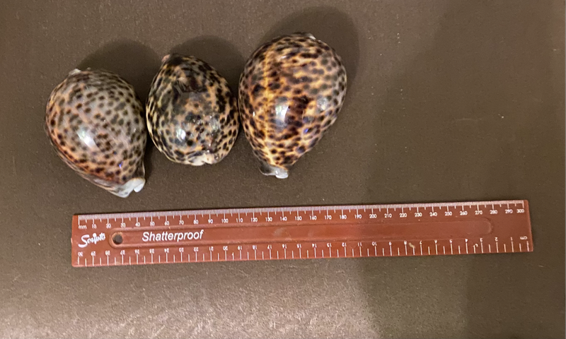 Cypraea tigris sea snail shells (sea shells)
