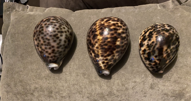 Cypraea tigris sea snail shells (sea shells)