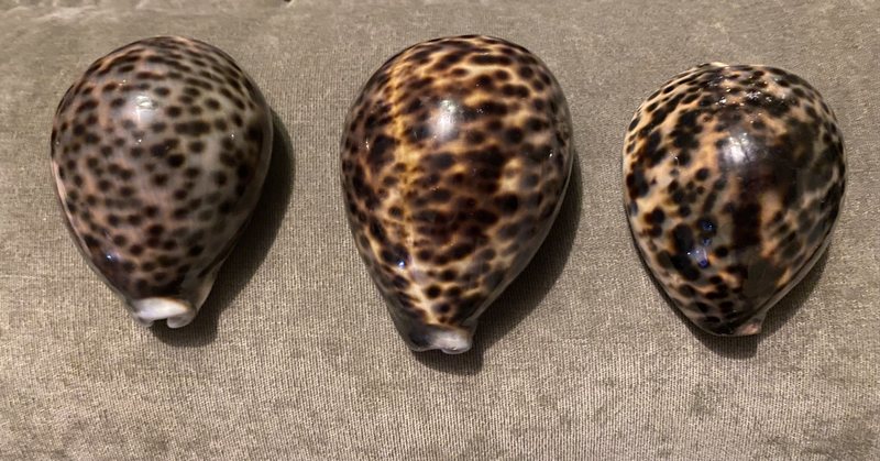 Cypraea tigris sea snail shells (sea shells)
