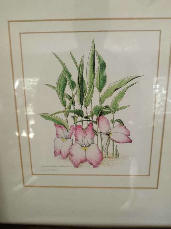 Set of 4 Botanical Prints Framed