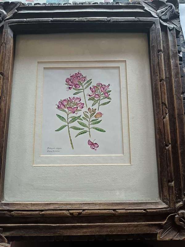 Set of 4 Botanical Prints Framed