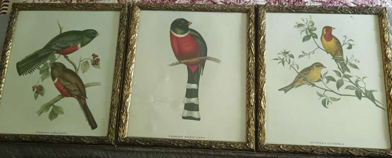 Set of 3 Bird Prints Framed