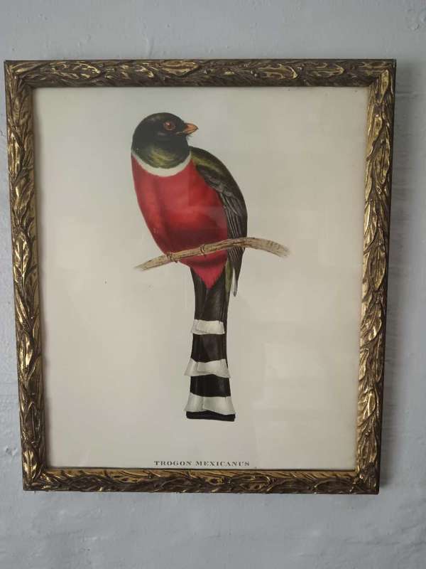 Set of 3 Bird Prints Framed
