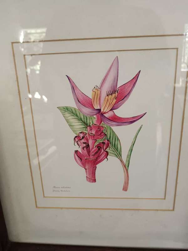 Set of 4 Botanical Prints Framed